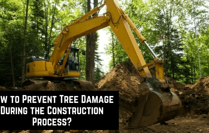 How to Prevent Tree Damage During the Construction Process?