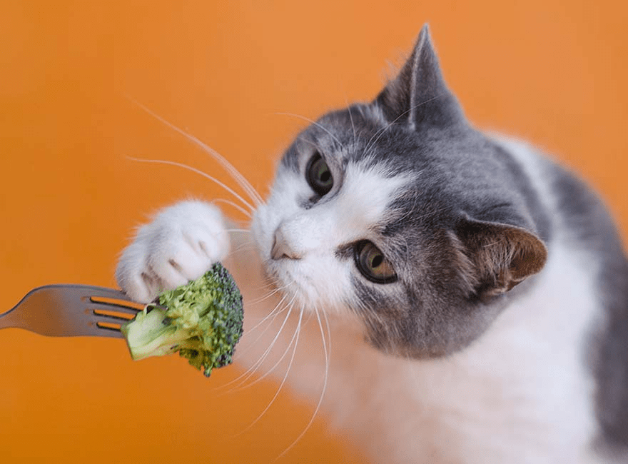 Cat Breed Guide-The Best Food to Put in Their Plates